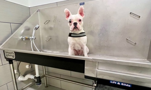 Pet Amenities Cover Image